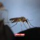 Sri Lanka Troops To Battle Deadly Dengue Mosquitoes As Cases Rise •