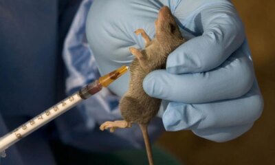 NCDC reports rising Lassa fever death rate, 214 fatalities recorded in 2026