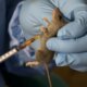 NCDC reports rising Lassa fever death rate, 214 fatalities recorded in 2026