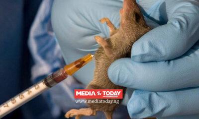 Lassa Fever Kills 214, Fatality Rate Rises To 25% — NCDC •