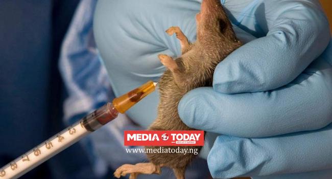 Lassa Fever Kills 214, Fatality Rate Rises To 25% — NCDC •