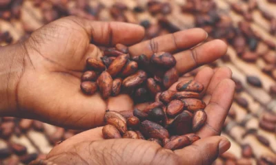 African Cocoa Farmers Push for $6,000 Floor Price, Continental Producers’ Alliance