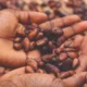 African Cocoa Farmers Push for $6,000 Floor Price, Continental Producers’ Alliance