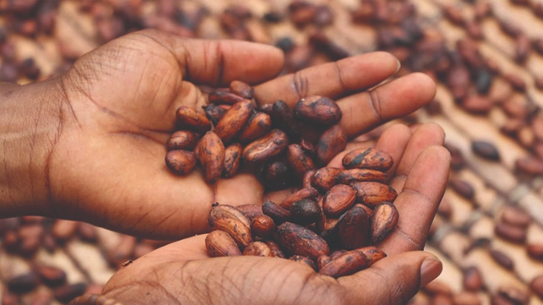 African Cocoa Farmers Push for $6,000 Floor Price, Continental Producers’ Alliance