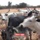 Police Foil Cattle Rustling, Recover 20 Cows In Katsina •