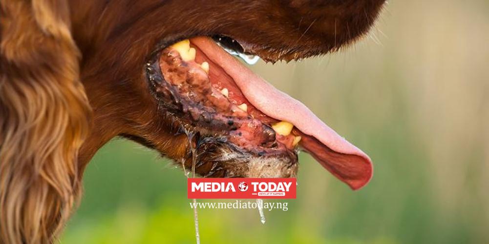 FCTA confirms 8 rabies cases, 2 deaths, issues alert