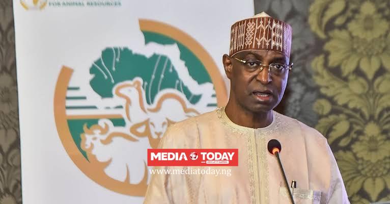 FG Targets $3.4bn Red Meat Export Market, Plans 500-Cattle Daily Abattoir