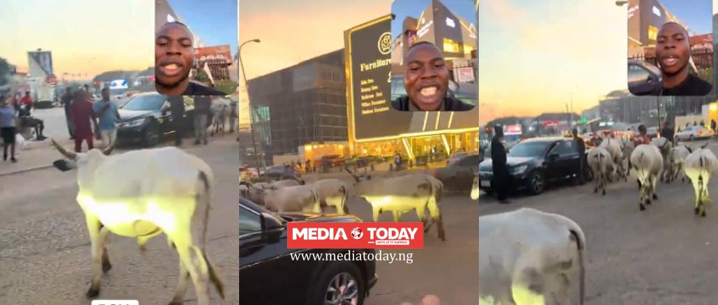 “Imagine vehicles waiting for cows to pass” – Man Reacts As Herd Of Cows Takes Over FCT Road