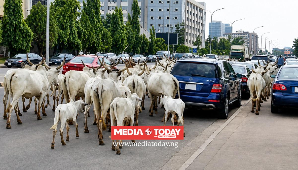 Who Will Stop Abuja Cows? Police Wash Hands Off Roaming Cattle
