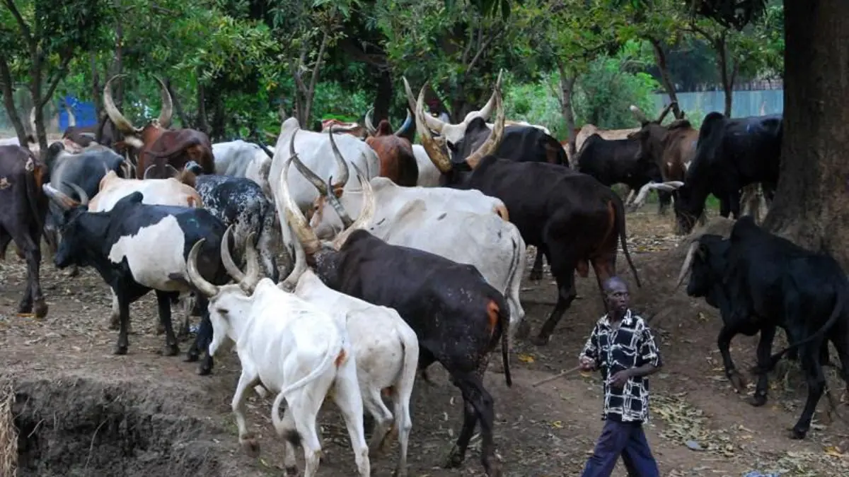 Africa Targets $100bn Food Import Bill With Livestock Investment, Trade Reforms
