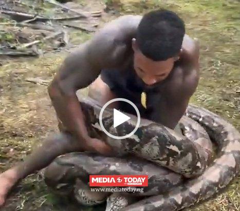 Animal Influencer Mike Holston Wrestles A Massive 200-Pound Python [VIDEO]