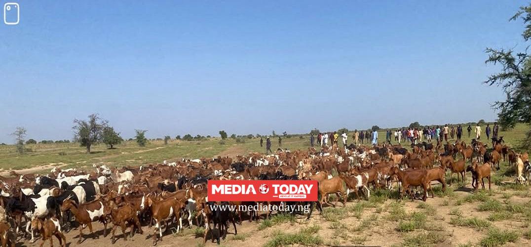 Troops Repel Terrorist Ambush in Zamfara, Rescue Two Herders, Recover 520 Livestock in Sokoto