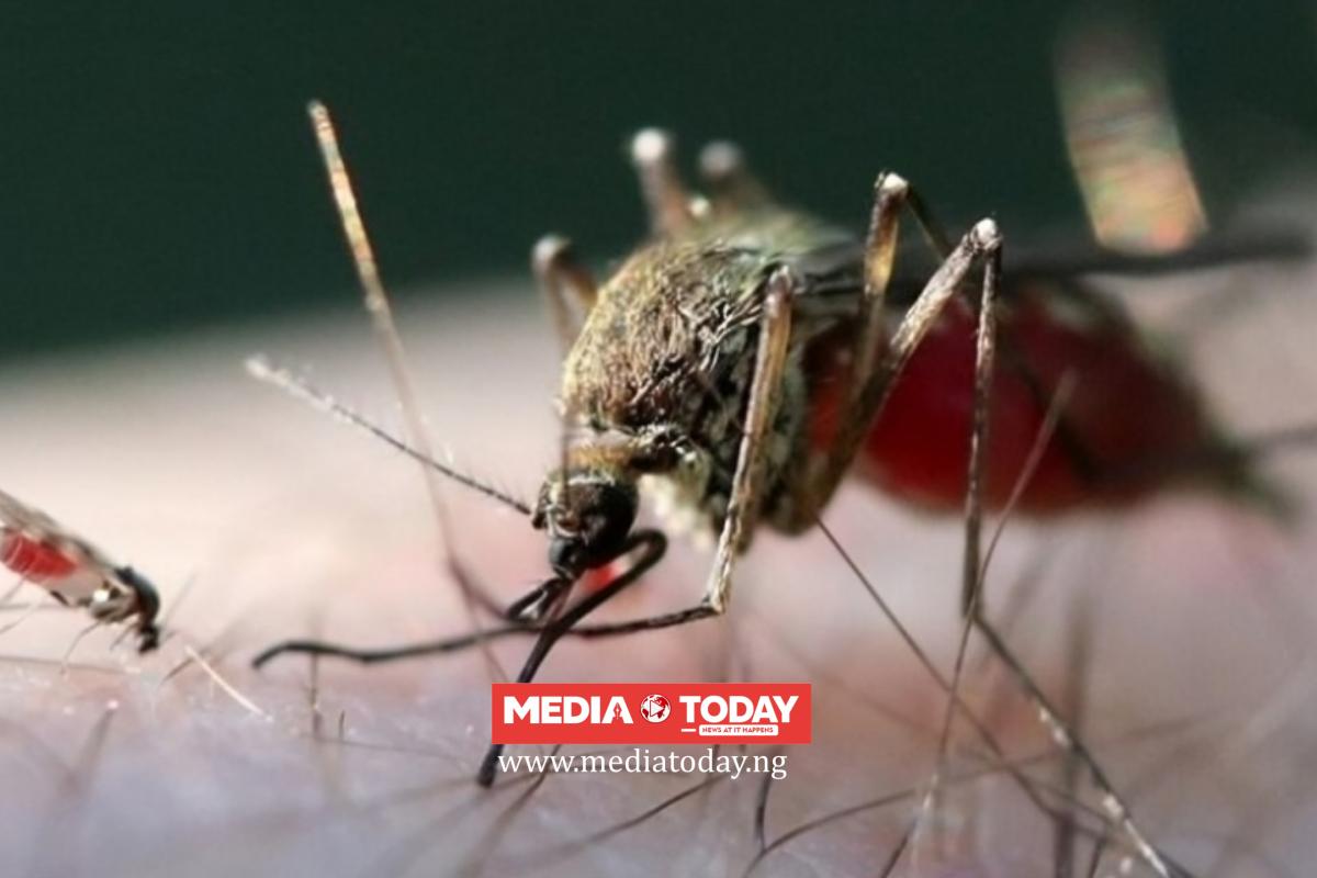 Shamonda Virus Breaks Animal-Human Barrier, Kills First Known Human Patient In France
